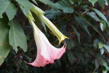 Açık büyüyen renk çiçeği yakın 