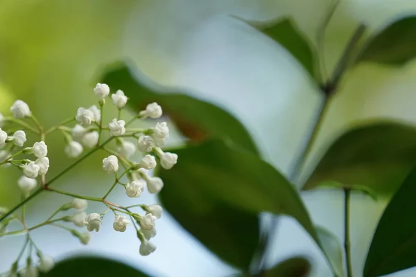 Närbild Färg Blommor Växer Utomhus — Stockfoto