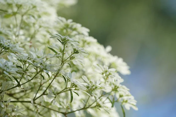 Close Wild Plants Growing Outdoors Daytime — Stock Photo, Image