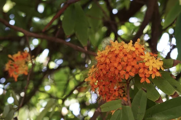 Gros Plan Fleurs Couleur Poussant Plein Air — Photo