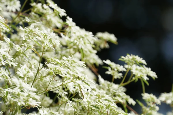 Close Wild Plants Growing Outdoors Daytime — Stock Photo, Image