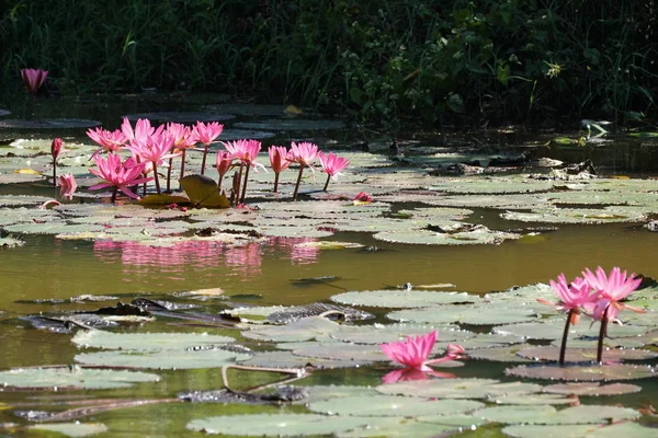 Perto Flores Lírio Que Crescem Água — Fotografia de Stock