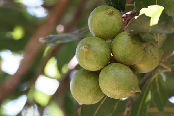 Frutti Esotici Che Crescono Albero Giorno — Foto Stock