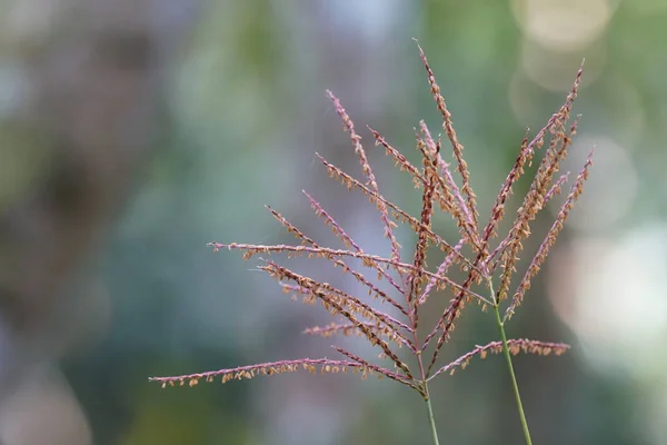 昼間の屋外で野生の植物を閉じる — ストック写真