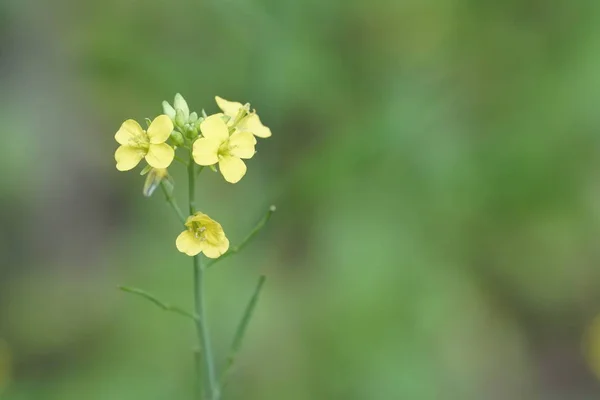 Nahaufnahme Von Farbigen Blumen Die Freien Wachsen — Stockfoto