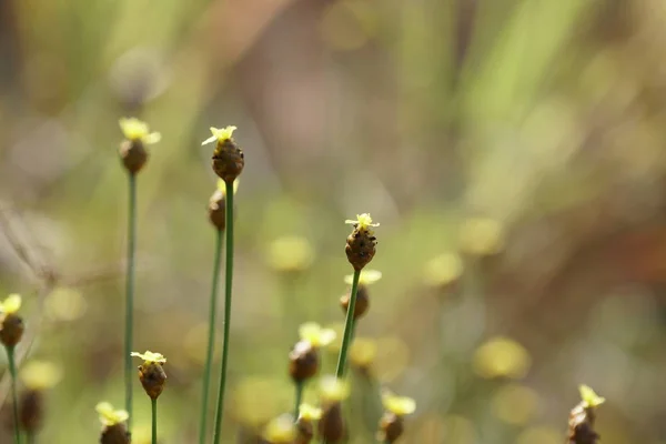 Primer Plano Flores Color Creciendo Aire Libre — Foto de Stock