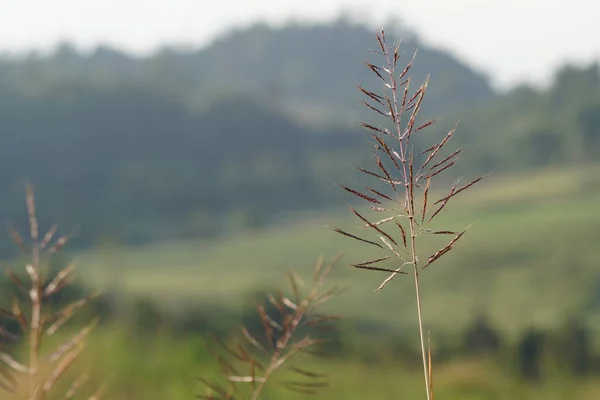 Perto Plantas Silvestres Livre Durante Dia — Fotografia de Stock