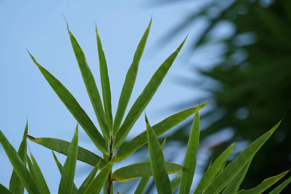 Primer Plano Las Plantas Silvestres Que Crecen Aire Libre Durante —  Fotos de Stock