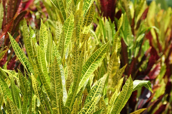 白天在户外生长的野生植物的特写 — 图库照片