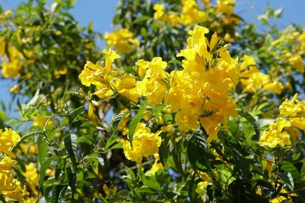 屋外で成長している色の花のクローズアップ — ストック写真