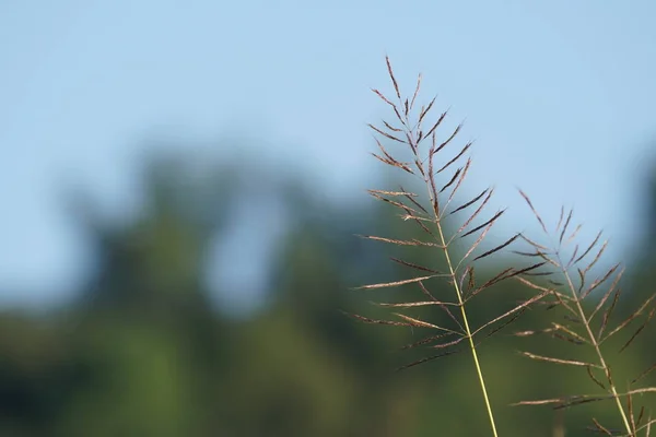 Nahaufnahme Von Wildpflanzen Freien Tag — Stockfoto