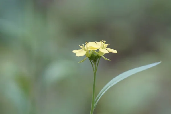 Açık Büyüyen Renk Çiçekler Yakın — Stok fotoğraf