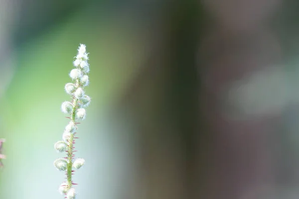 Primer Plano Las Plantas Silvestres Aire Libre Durante Día — Foto de Stock