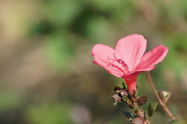 Close Van Kleur Bloem Kweken Buiten — Stockfoto