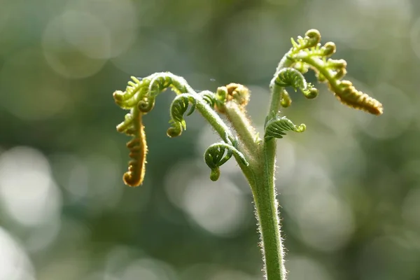 Närbild Vilda Växter Som Växer Utomhus Dagtid — Stockfoto