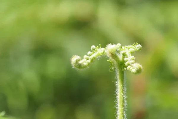 Närbild Vilda Växter Utomhus Dagtid — Stockfoto