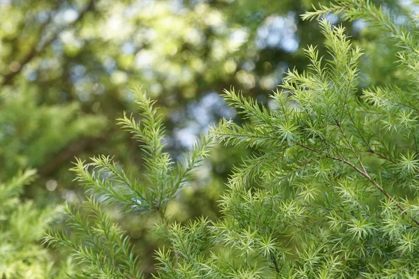 Nahaufnahme Von Wildpflanzen Die Tagsüber Freien Wachsen — Stockfoto