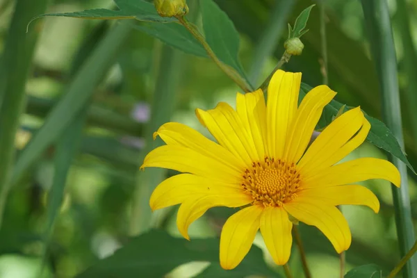 Närbild Färg Blomma Växande Utomhus — Stockfoto