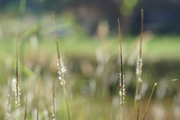 Gros Plan Plantes Sauvages Poussant Extérieur Jour — Photo