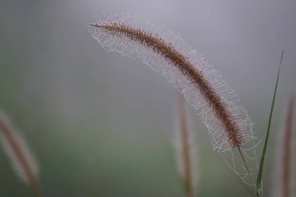 白天户外野生植物的特写 — 图库照片