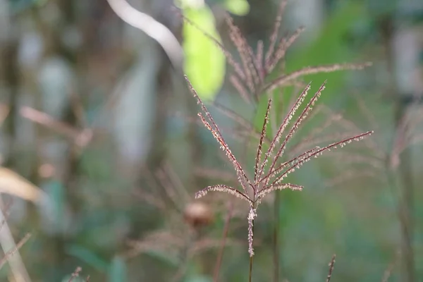 Perto Plantas Silvestres Livre Durante Dia — Fotografia de Stock