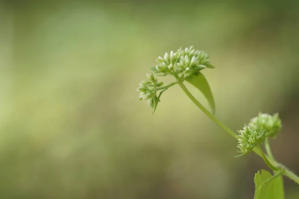 Close Van Wilde Planten Buitenshuis Overdag — Stockfoto