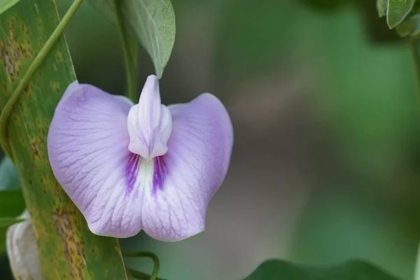 Primer Plano Flor Color Creciendo Aire Libre —  Fotos de Stock