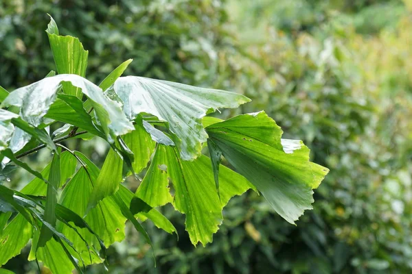 白天户外野生植物的特写 — 图库照片