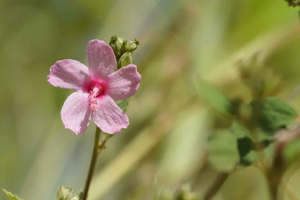 Primer Plano Flor Color Creciendo Aire Libre — Foto de Stock