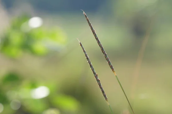 Primer Plano Las Plantas Silvestres Aire Libre Durante Día — Foto de Stock