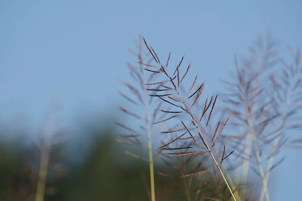 Primer Plano Las Plantas Silvestres Aire Libre Durante Día —  Fotos de Stock