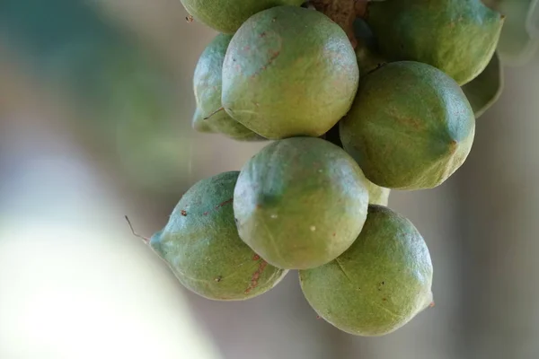 Frutti Esotici Che Crescono Albero Giorno — Foto Stock