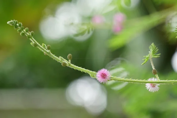 Fechar Plantas Selvagens Que Crescem Livre Durante Dia — Fotografia de Stock