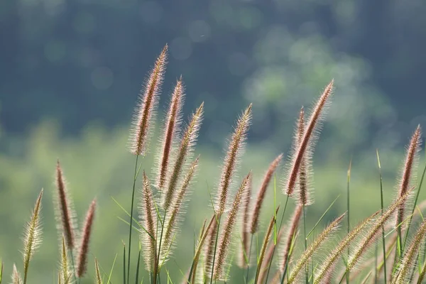 Fechar Plantas Selvagens Que Crescem Livre Durante Dia — Fotografia de Stock