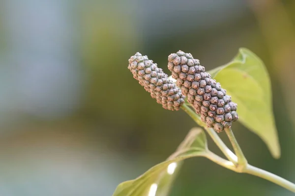 Perto Plantas Silvestres Livre Durante Dia — Fotografia de Stock