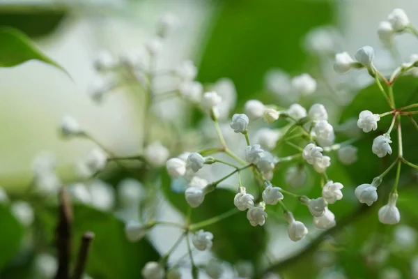 Närbild Färg Blommor Växer Utomhus — Stockfoto