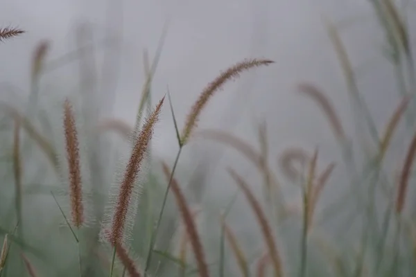 Perto Plantas Silvestres Livre Durante Dia — Fotografia de Stock