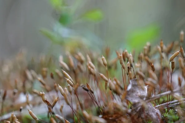 Gün Içinde Açık Havada Vahşi Bitkilerin Yakın — Stok fotoğraf