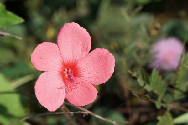 Primer Plano Flor Color Creciendo Aire Libre —  Fotos de Stock
