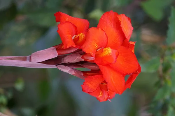 Nahaufnahme Von Farbigen Blumen Die Freien Wachsen — Stockfoto