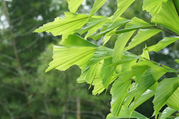 白天在户外生长的野生植物的特写 — 图库照片