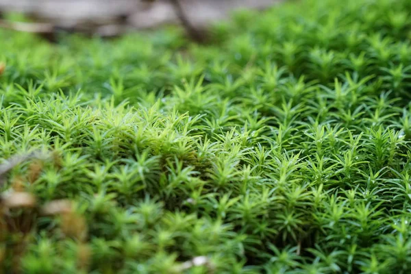 白天户外野生植物的特写 — 图库照片