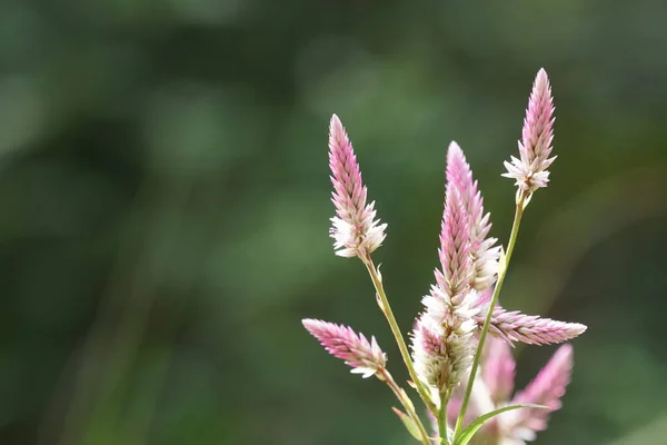 Gros Plan Fleurs Couleur Poussant Plein Air — Photo