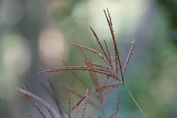 Fechar Plantas Selvagens Que Crescem Livre Durante Dia — Fotografia de Stock