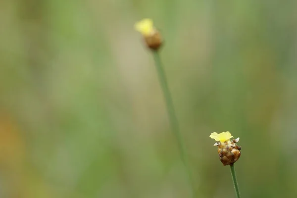 Close Flores Cor Crescendo Livre — Fotografia de Stock