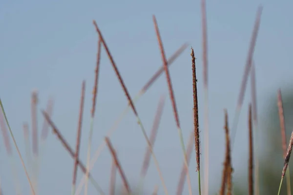 Close Van Wilde Planten Buitenshuis Overdag — Stockfoto