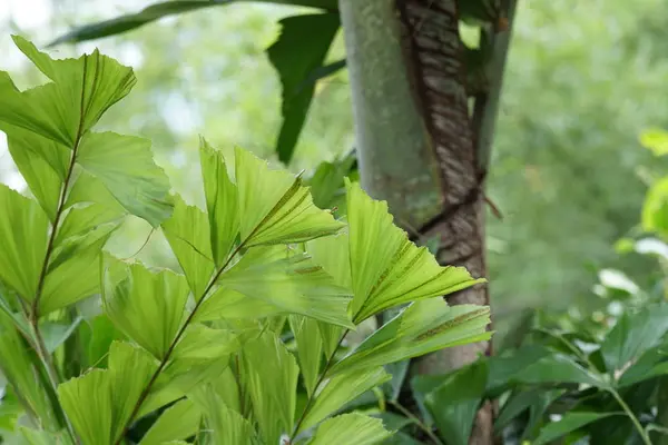 Primer Plano Las Plantas Silvestres Que Crecen Aire Libre Durante —  Fotos de Stock