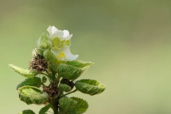 Primer Plano Flores Color Creciendo Aire Libre — Foto de Stock