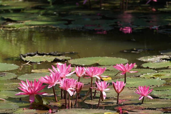 Perto Flores Lírio Que Crescem Água — Fotografia de Stock