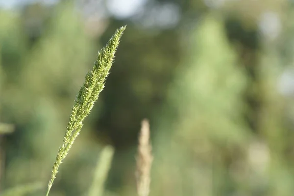 白天在户外生长的野生植物的特写 — 图库照片